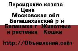Персидские котята › Цена ­ 4 000 - Московская обл., Балашихинский р-н, Балашиха г. Животные и растения » Кошки   